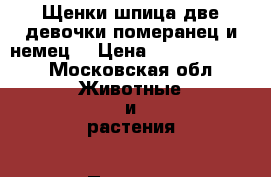 Щенки шпица две девочки померанец и немец  › Цена ­ 15000-20000 - Московская обл. Животные и растения » Пропажи и находки   . Московская обл.